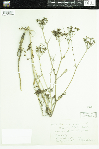 Carum carvi image