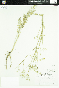 Carum carvi image