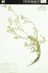 Carum carvi image