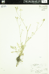 Carum carvi image