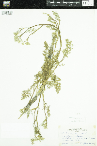 Carum carvi image