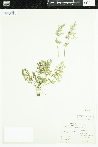 Carum carvi image