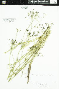 Carum carvi image