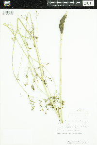 Carum carvi image