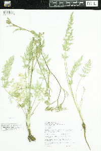 Canadanthus modestus image