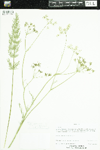 Carum carvi image
