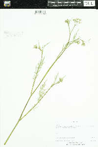 Carum carvi image