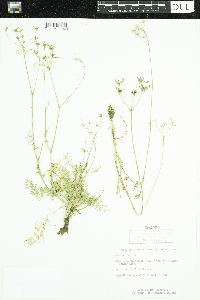 Carum carvi image