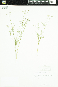 Carum carvi image