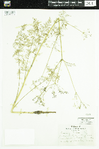 Carum carvi image