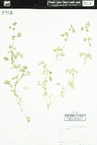 Oxypolis filiformis image