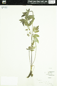 Image Associated With the Occurrence