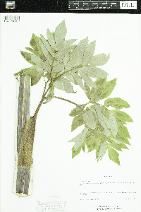 Angelica atropurpurea image