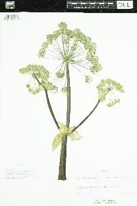 Angelica atropurpurea image