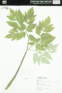 Angelica atropurpurea image