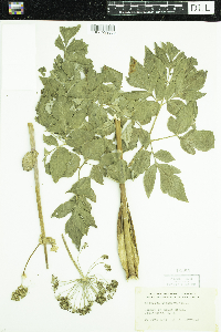 Angelica atropurpurea image