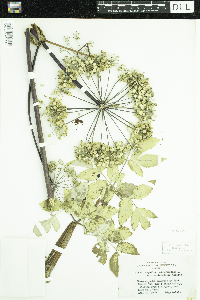 Angelica atropurpurea image