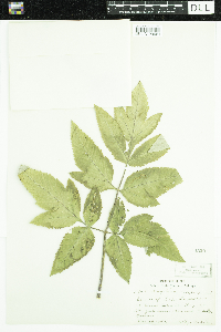 Angelica atropurpurea image