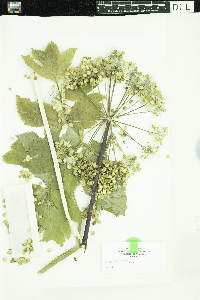 Angelica atropurpurea image