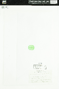 Angelica atropurpurea image