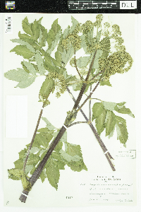 Angelica atropurpurea image