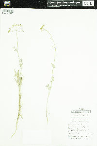 Anethum graveolens image