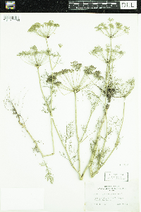 Anethum graveolens image