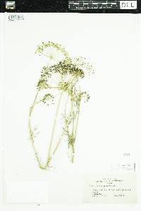 Anethum graveolens image