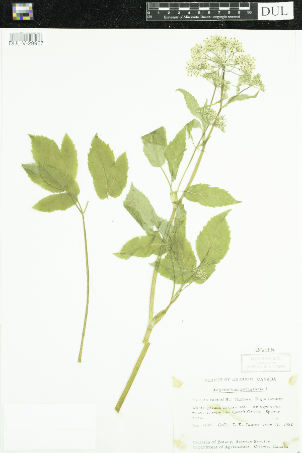Aegopodium image