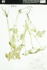 Aegopodium podagraria image