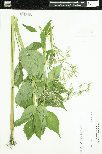 Aegopodium podagraria image