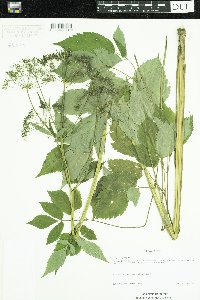 Aegopodium podagraria image