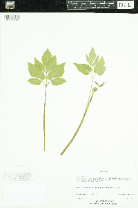 Aegopodium podagraria image