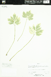Aegopodium podagraria image