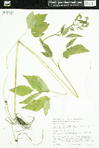 Aegopodium podagraria image