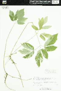 Aegopodium podagraria image