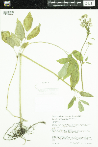 Aegopodium podagraria image