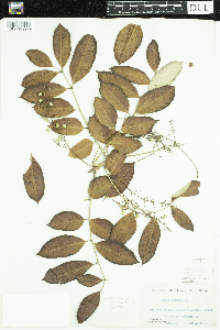 Media resource of Toxicodendron vernix