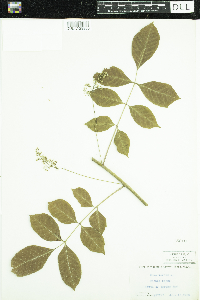 Toxicodendron vernix image