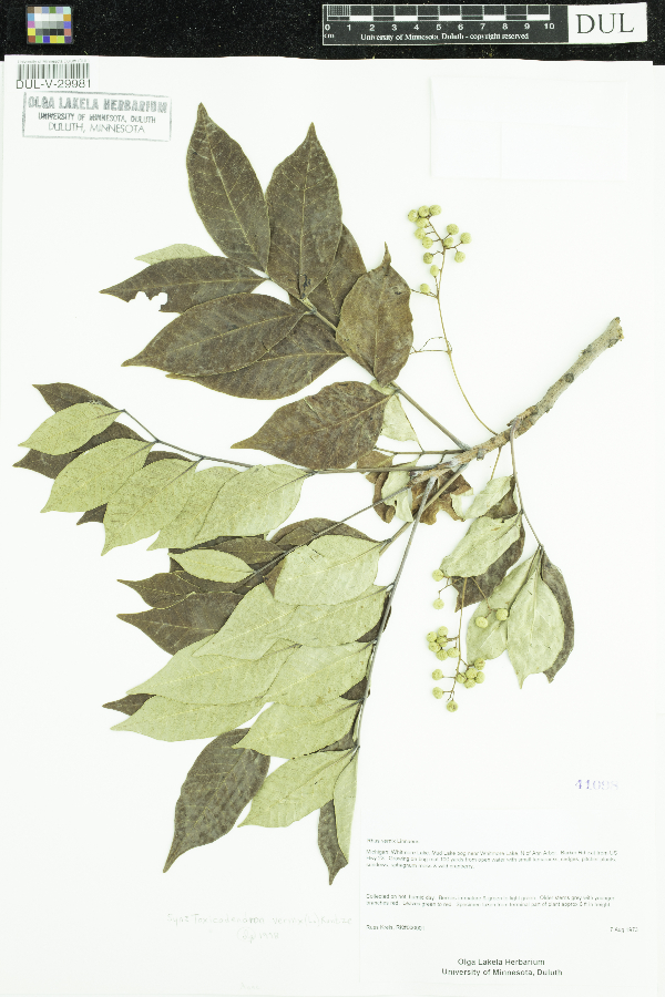 Toxicodendron vernix image