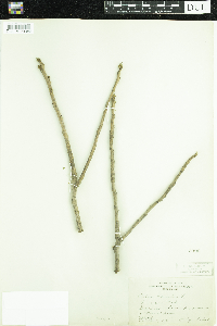 Toxicodendron vernix image