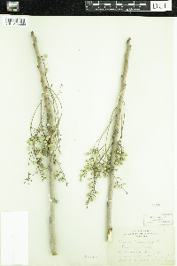 Toxicodendron vernix image