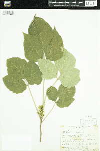 Toxicodendron rydbergii image