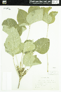 Toxicodendron rydbergii image