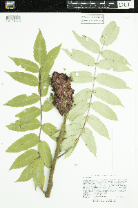 Rhus typhina image