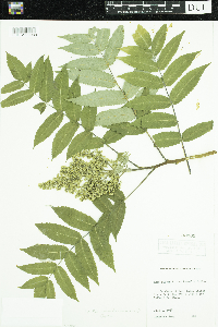Media resource of Rhus x borealis