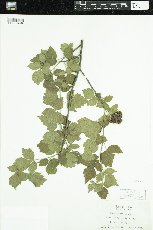 Rhus aromatica image