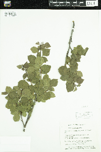 Rhus aromatica image
