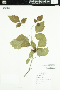 Rhus aromatica image