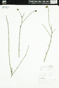 Rhus aromatica image